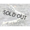 ＜価格変動中！4000→3300円＞Black Galaxy Fishborn（ブラックカオス系統）　トリオのセット（♀２、♂１）