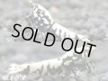 ＜価格変動中！4000→3300円＞Black Galaxy Fishborn（ブラックカオス系統）　トリオのセット（♀２、♂１）