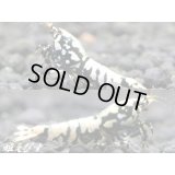 ＜価格変動中！4000→3300円＞Black Galaxy Fishborn（ブラックカオス系統）　トリオのセット（♀２、♂１）
