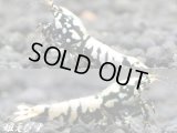 ＜価格変動中！4000→3300円＞Black Galaxy Fishborn（ブラックカオス系統）　トリオのセット（♀２、♂１）