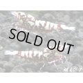 ＜価格変動中！5555→3300円＞Red Galaxy Fishborn（レッドカオス系統）　トリオのセット（♀２、♂１）