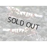 ＜価格変動中！5555→3300円＞Red Galaxy Fishborn（レッドカオス系統）　トリオのセット（♀２、♂１）