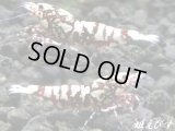 ＜価格変動中！5555→3300円＞Red Galaxy Fishborn（レッドカオス系統）　トリオのセット（♀２、♂１）