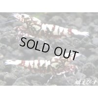 ＜価格変動中！5555→3300円＞Red Galaxy Fishborn（レッドカオス系統）　トリオのセット（♀２、♂１）