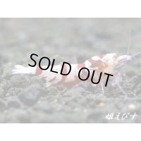 ＜＜限定出品！！＞＞Red ECLIPSE Shrimp(レッドエクリプス）　即戦力ペア＝２匹　