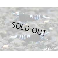 ＜＜限定出品！！＞＞Black ECLIPSE Shrimp(ブラックエクリプス）　若個体３匹（ブルー系個体のイチオシチョイス！！）