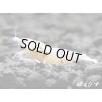 Red ECLIPSE Shrimp(レッドエクリプス）　ペア＝２匹（Ｂグレード個体）