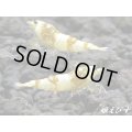 ＜国産ブリード個体！！＞CGS　Crystal Gold Shrimp　若個体＝３匹（チビだけどグレードはHIGH！！）