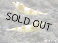 ＜国産ブリード個体！！＞CGS　Crystal Gold Shrimp　若個体＝３匹（チビだけどグレードはHIGH！！）