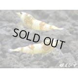 ＜国産ブリード個体！！＞CGS　Crystal Gold Shrimp　若個体＝３匹（チビだけどグレードはHIGH！！）