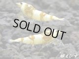 ＜国産ブリード個体！！＞CGS　Crystal Gold Shrimp　若個体＝３匹（チビだけどグレードはHIGH！！）