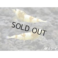 ＜国産ブリード個体！！＞CGS　Crystal Gold Shrimp　若個体＝３匹（チビだけどグレードはHIGH！！）