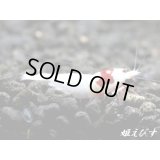レッドビーシュリンプ【緋桜：Akezakura】　モスラ抱卵個体（イチオシ！HIGHポテンシャル個体！！）