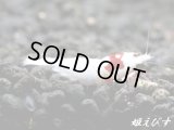 レッドビーシュリンプ【緋桜：Akezakura】　モスラ抱卵個体（イチオシ！HIGHポテンシャル個体！！）