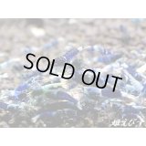 サムライブルー　若個体　１匹（欲しい数だけカートに入れてください！！）