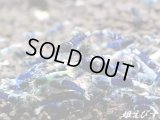 サムライブルー　若個体　１匹（欲しい数だけカートに入れてください！！）