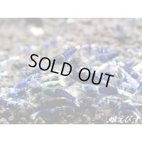 サムライブルー　若個体　１匹（欲しい数だけカートに入れてください！！）
