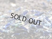 サムライブルー　若個体　１匹（欲しい数だけカートに入れてください！！）