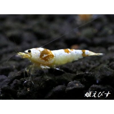 画像3: ＜国産ブリード個体！！＞CGS　Crystal Gold Shrimp　若個体＝３匹