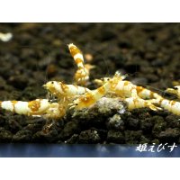 ＜国産ブリード個体！！＞CGS　Crystal Gold Shrimp　若個体＝３匹