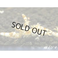 ＜国産ブリード個体！！＞CGS　Crystal Gold Shrimp　若個体＝３匹