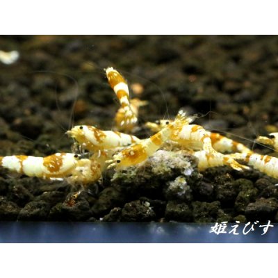 画像1: ＜国産ブリード個体！！＞CGS　Crystal Gold Shrimp　若個体＝３匹