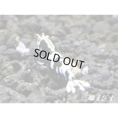 画像4: Black ECLIPSE-Rays（レイズ）　抱卵ペア＝２匹（最先端！バックラインの抱卵ペア！！）