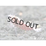 次世代Red ECLIPSE(レッドエクリプス）　ペア＝２匹（最先端！バックライン表現のペア！！）