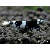 Black ECLIPSE Shrimp(ブラックエクリプス）　抱卵ペア＝２匹（基本に忠実！ベーシック表現個体のペア！！）