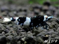 Black ECLIPSE Shrimp(ブラックエクリプス）　抱卵ペア＝２匹（基本に忠実！ベーシック表現個体のペア！！）