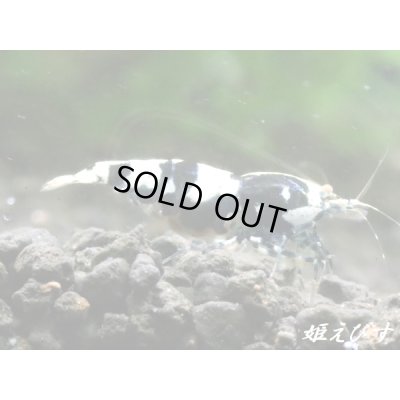 画像3: Black ECLIPSE-Rays（レイズ）　抱卵ペア＝２匹（最先端！バックラインの抱卵ペア！！）