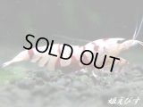 SARASA　Tiger（サラサタイガー）抱卵ペア＝２匹　（イチオシ！ハイグレードの抱卵ペアになります）