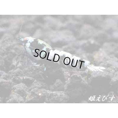 画像5: Black ECLIPSE-Rays（レイズ）　抱卵ペア＝２匹（最先端！バックラインの抱卵ペア！！）