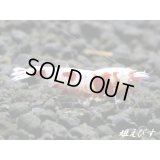次世代RED ECLIPSE(レッドエクリプス）　抱卵ペア＝２匹（最先端！バックラインの抱卵ペア！！）