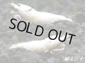 レッドビーシュリンプ　PRL（ピュアレッドライン）モスラトリオ＝３匹（抱卵+♀+♂の３匹）