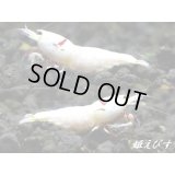レッドビーシュリンプ　PRL（ピュアレッドライン）モスラトリオ＝３匹（抱卵+♀+♂の３匹）