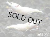 レッドビーシュリンプ　PRL（ピュアレッドライン）モスラトリオ＝３匹（抱卵+♀+♂の３匹）