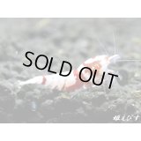 Red ECLIPSE Shrimp(レッドエクリプス）　ペア＝２匹　（ミドルグレード）