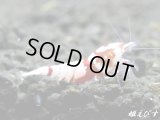 Red ECLIPSE Shrimp(レッドエクリプス）　ペア＝２匹　（ミドルグレード）