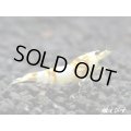 ＜国産ブリード個体！！＞CGS　Crystal Gold Shrimp　♂個体１匹　＜その弐＞