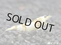 ＜国産ブリード個体！！＞CGS　Crystal Gold Shrimp　♂個体１匹　＜その弐＞