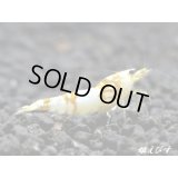 ＜国産ブリード個体！！＞CGS　Crystal Gold Shrimp　♂個体１匹　＜その弐＞