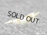 ＜国産ブリード個体！！＞CGS　Crystal Gold Shrimp　♂個体１匹　＜その弐＞