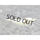 ＜国産ブリード個体！！＞CGS　Crystal Gold Shrimp　♂個体１匹
