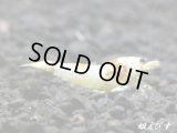 ＜国産ブリード個体！！＞CGS　Crystal Gold Shrimp　♂個体１匹