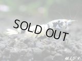 Black ECLIPSE Shrimp(ブラックエクリプス）　即戦力♀+若♀の２匹　＜ミドルグレード＞