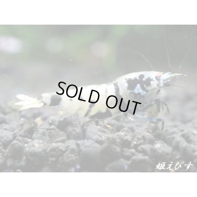 画像1: Black ECLIPSE Shrimp(ブラックエクリプス）　即戦力♀+若♀の２匹　＜ミドルグレード＞