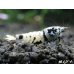 画像1: Black ECLIPSE Shrimp(ブラックエクリプス）　即戦力♀+若♀の２匹　＜ミドルグレード＞ (1)