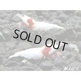 レッドビーシュリンプ【モスラ血統】　抱卵含むトリオ＝３匹　（モスラ出現確率80％以上の血統です）