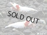 レッドビーシュリンプ【モスラ血統】　抱卵含むトリオ＝３匹　（モスラ出現確率80％以上の血統です）